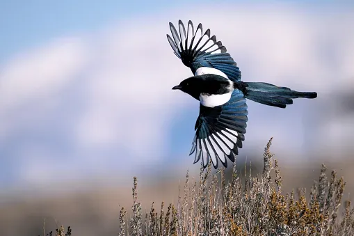 A black-billed magpie in flight over sagebrush, with snowy mountains blurred behind it.